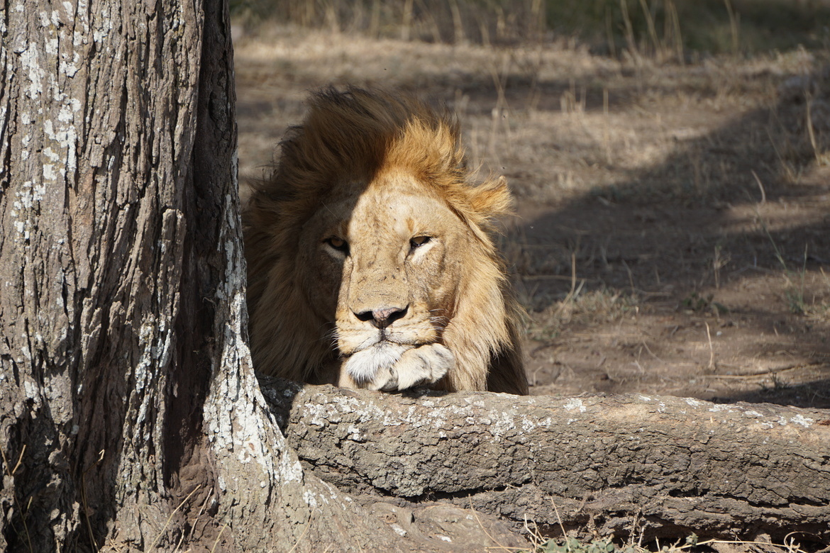 African Lion, Serengeti, Tanzania, United Republic of
