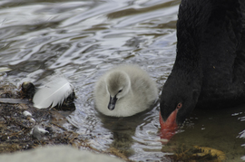 Grid swan lake 3