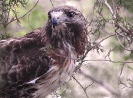 Grid red tailed hawk
