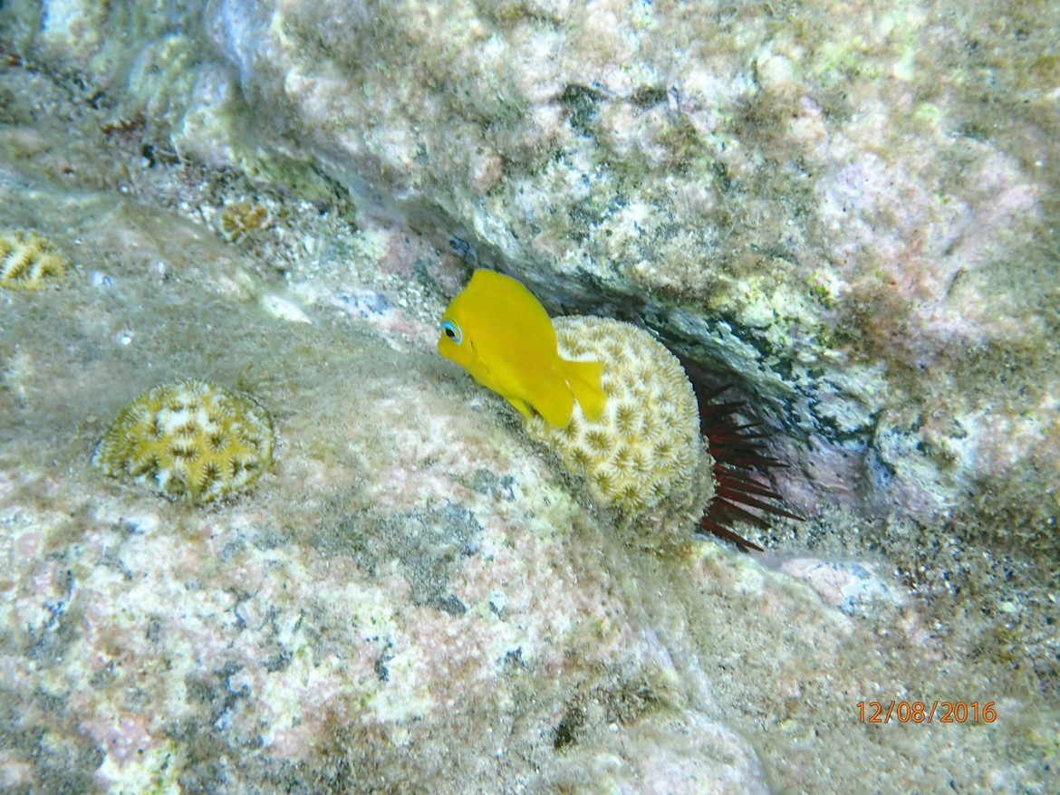 Yellow Tang, N/A, Barbados