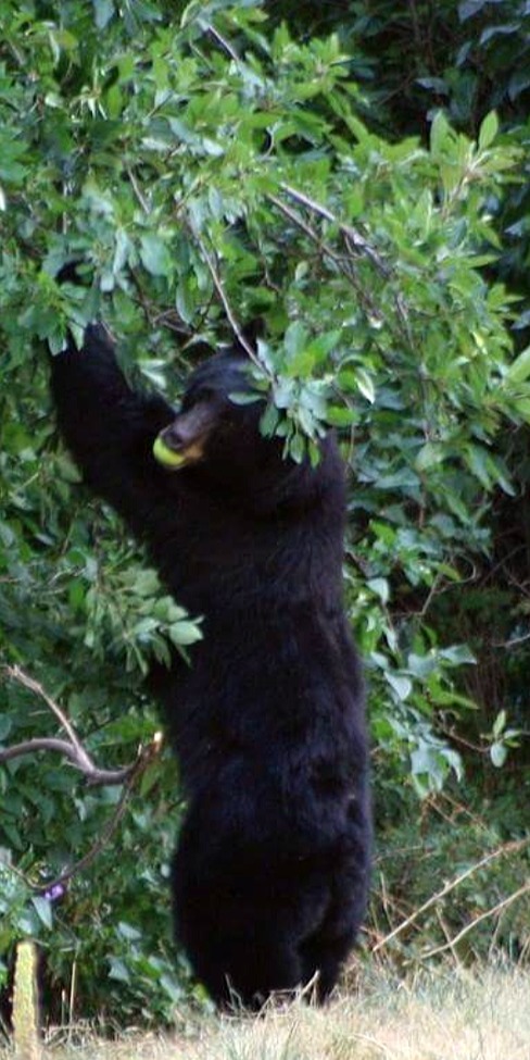 Black bear, Estes Park, Co, United States of America