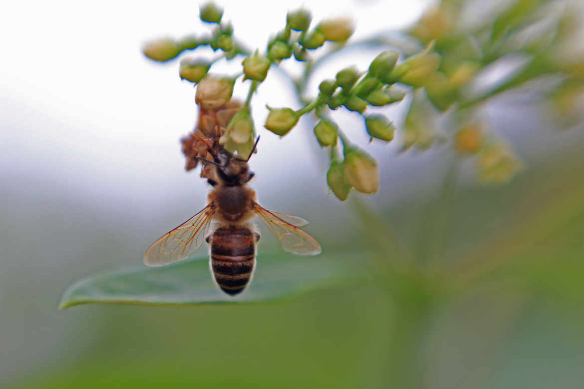 Bee, Ohio, United States of America