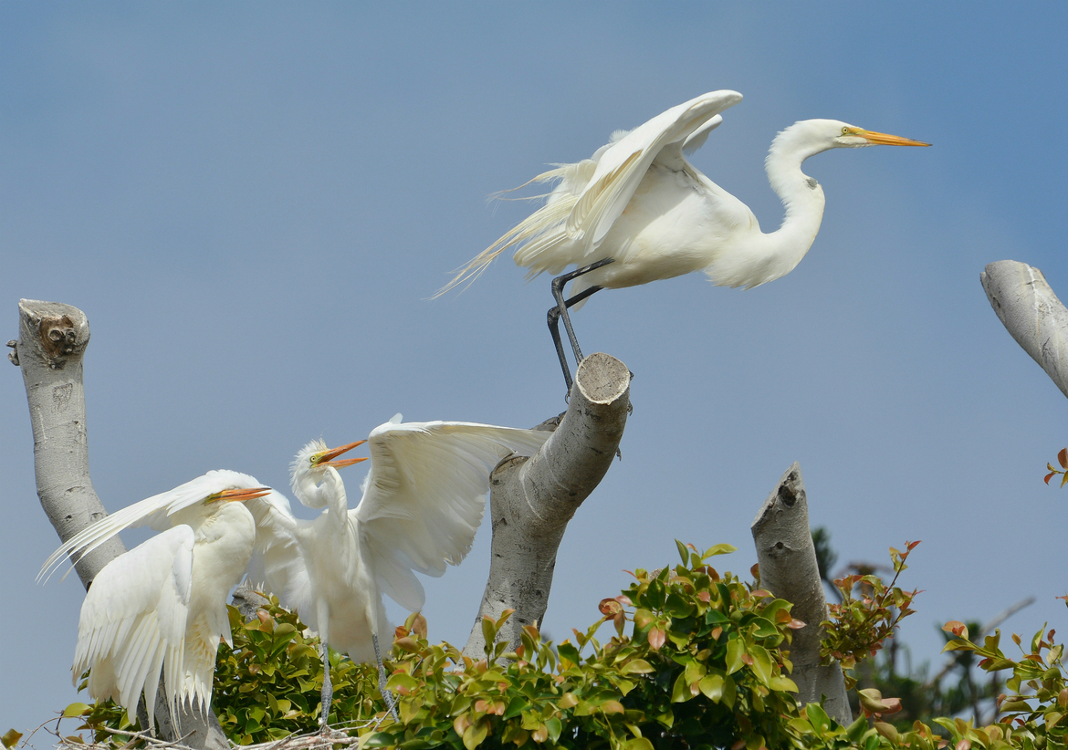 Great Egret, Malibu, CA, United States of America