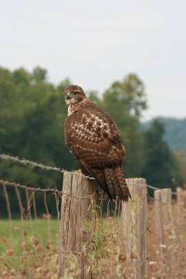 Grid hawk 039