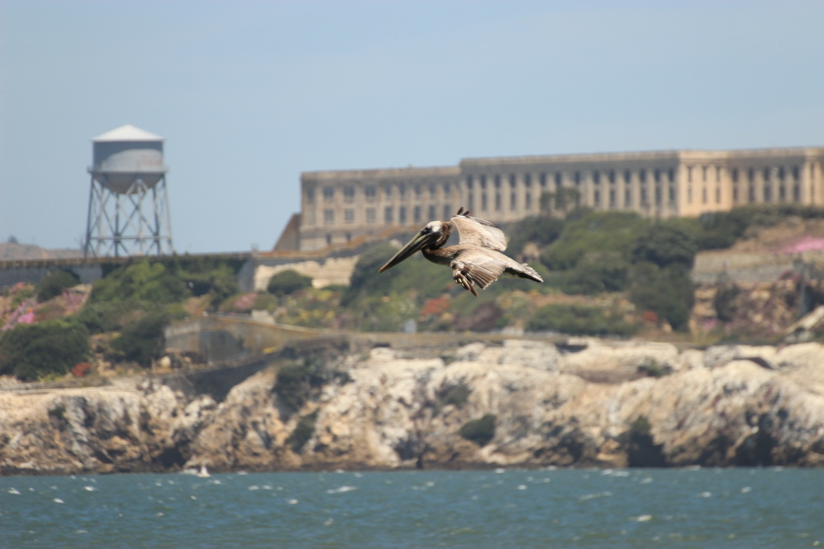 California Brown Pelican, San Francisco, United States of America