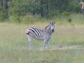 Grid zebra checking us out