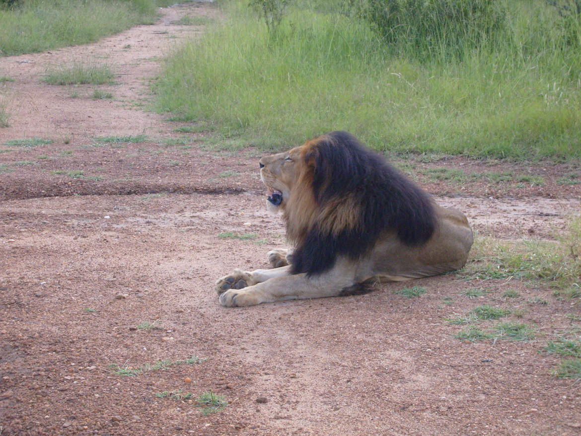 Lion, Kapama, South Africa