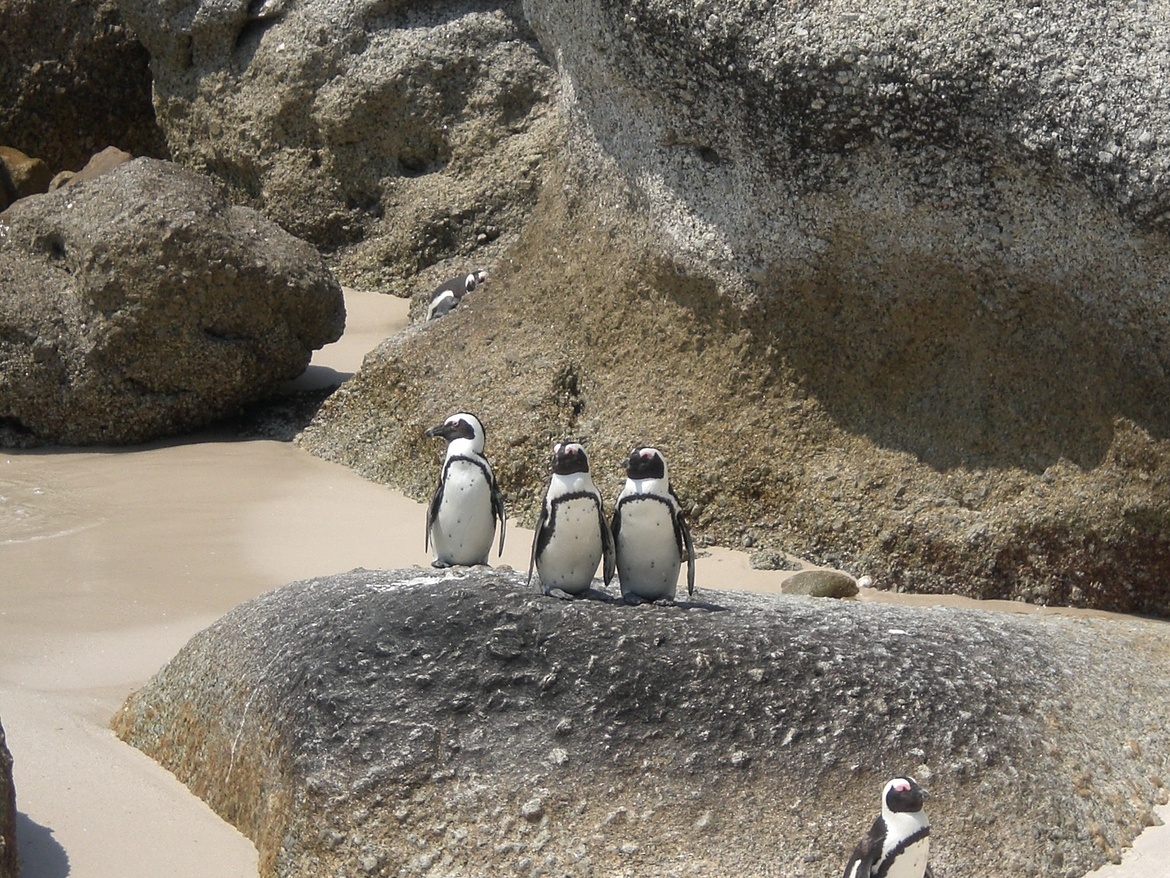 african penguin, Boulders Beach, South Africa