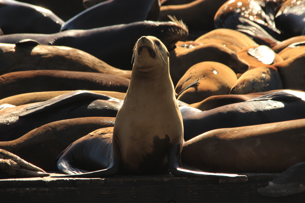 Sea Lion, San Francisco, United States of America