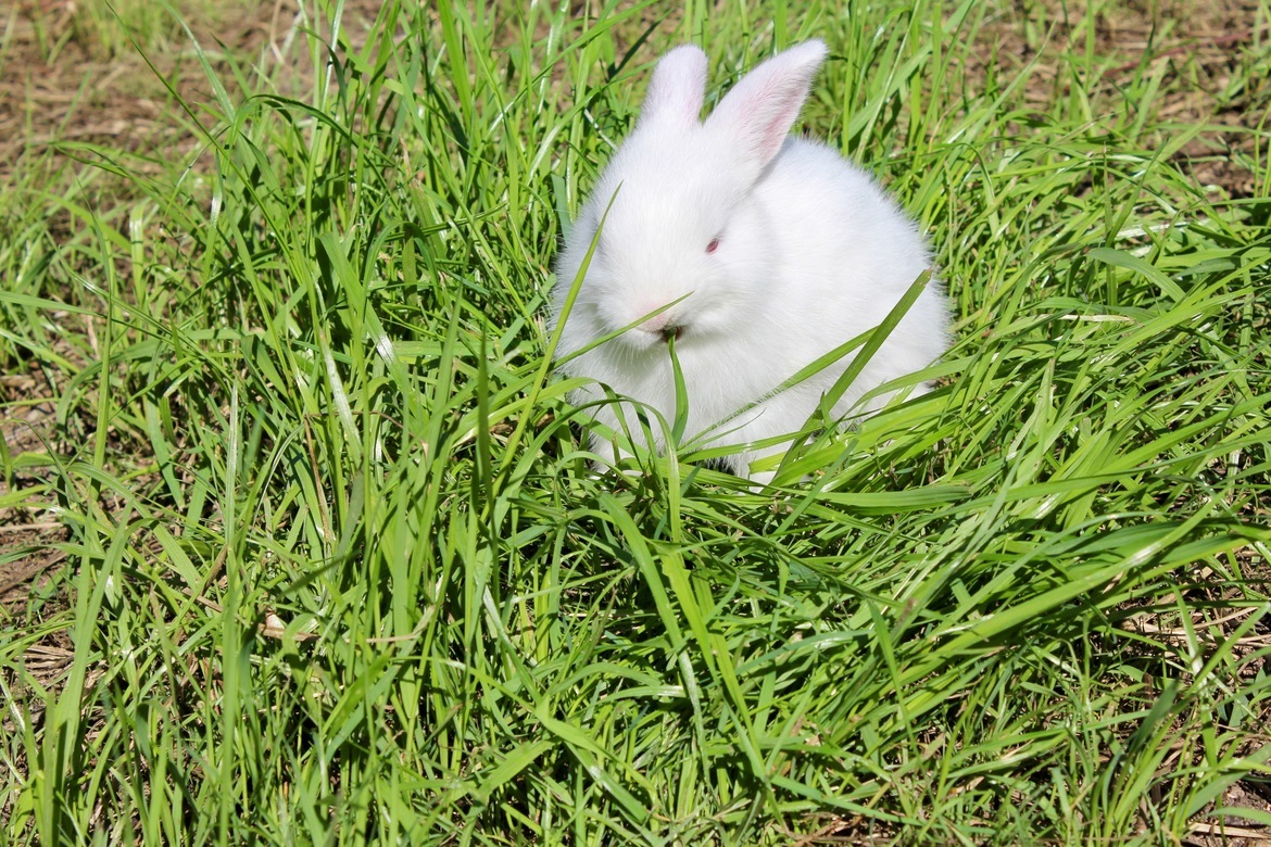 Bunny , Boces , United States of America