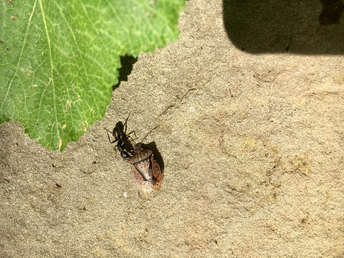 Wild , Backyard , United States of America
