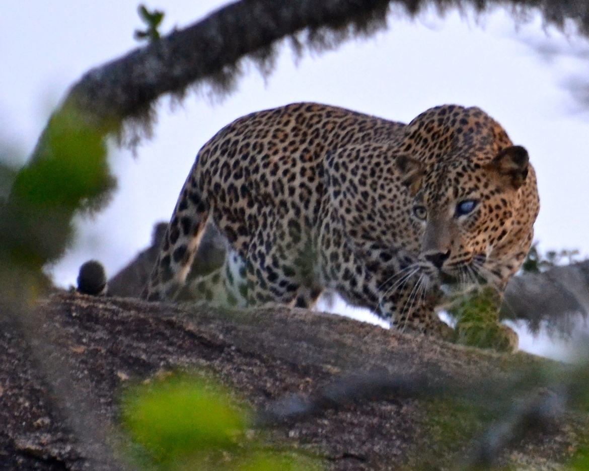 Leopard, Yala National Park, Sri Lanka