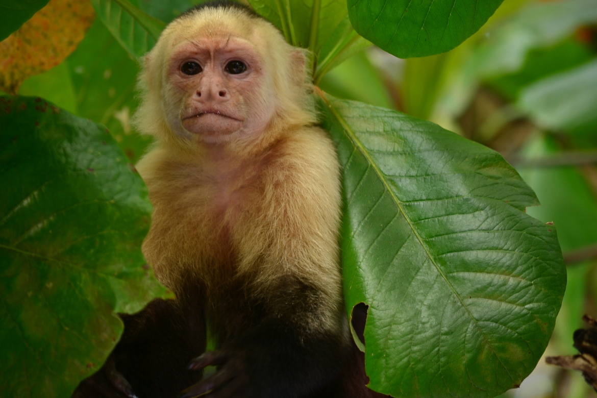 White-headed capuchin, Manual Antonio National Park, Costa Rica