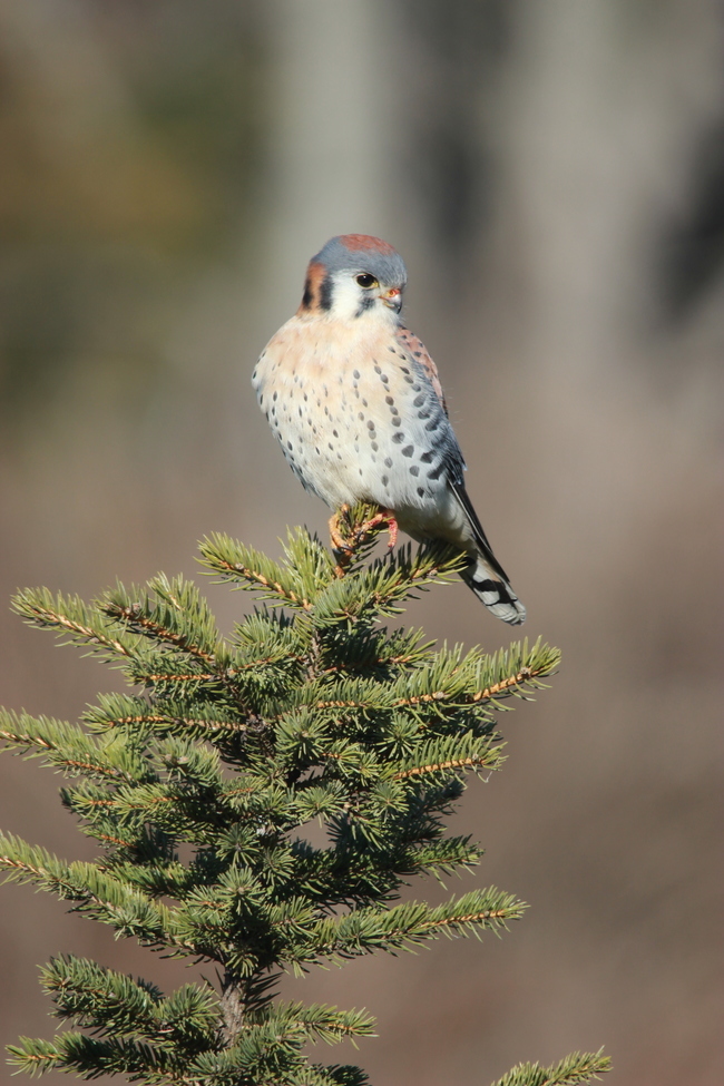 American Kestrel, Mid-West (Cincinnati, OH), United States of America