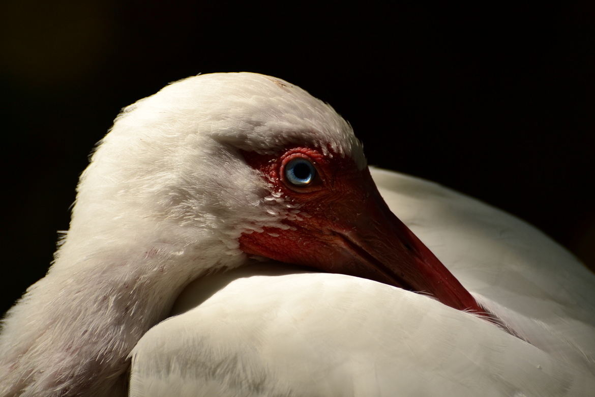 White Ibis, Key West Nature Preserve, United States of America