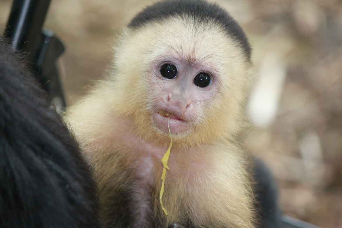 Capuchin, Chiriqui Province, Panama
