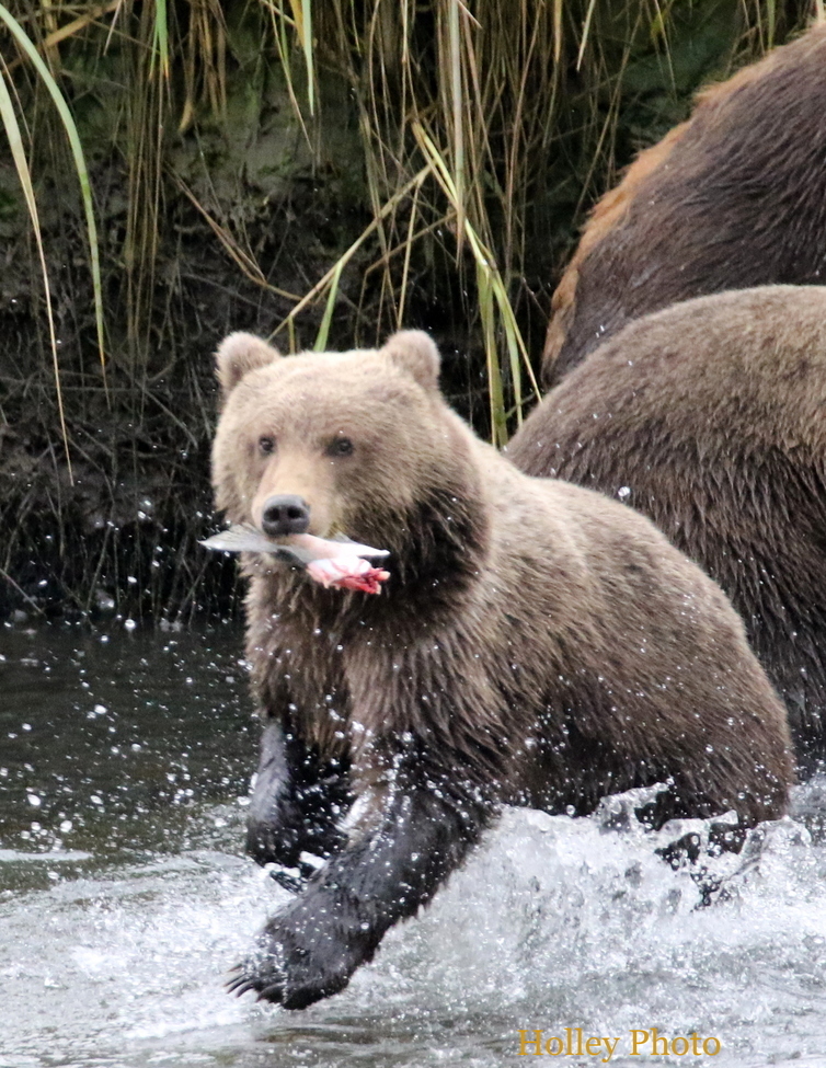 Kodiak Brown Bear, Kodiak National Wildlife Refuge, United States of America