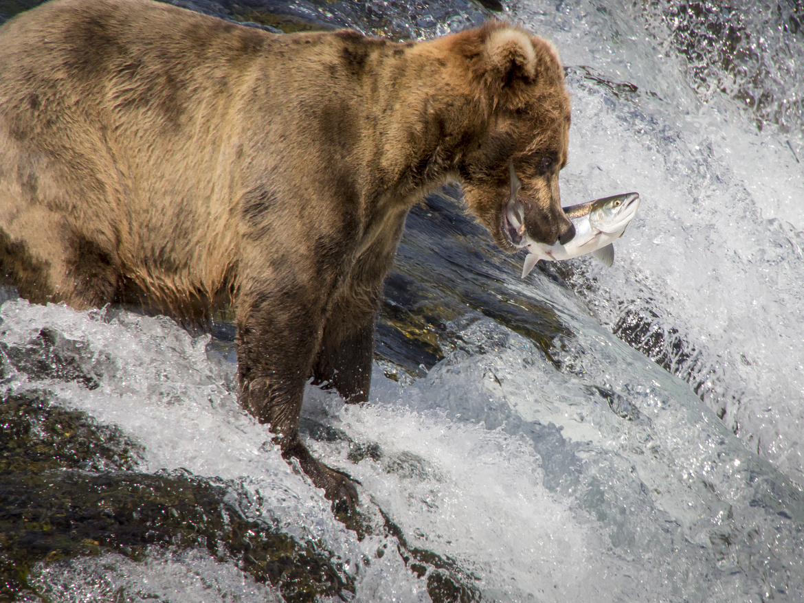 brown bear/salmon, Brooks Camp, Katmai NP, United States of America