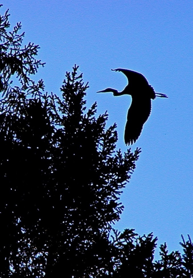 Great Blue Heron, Rogue River, Oregon, United States of America