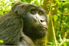 Grid scan0001gorilla