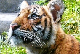 Grid scan0002tiger