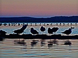 Grid seagull sunset