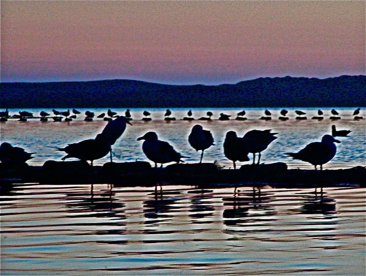 sea gulls, Pismo Beach, CA, United States of America