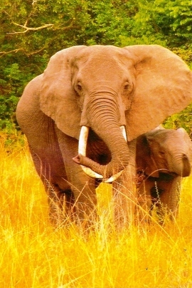 Grid scan0003elephants