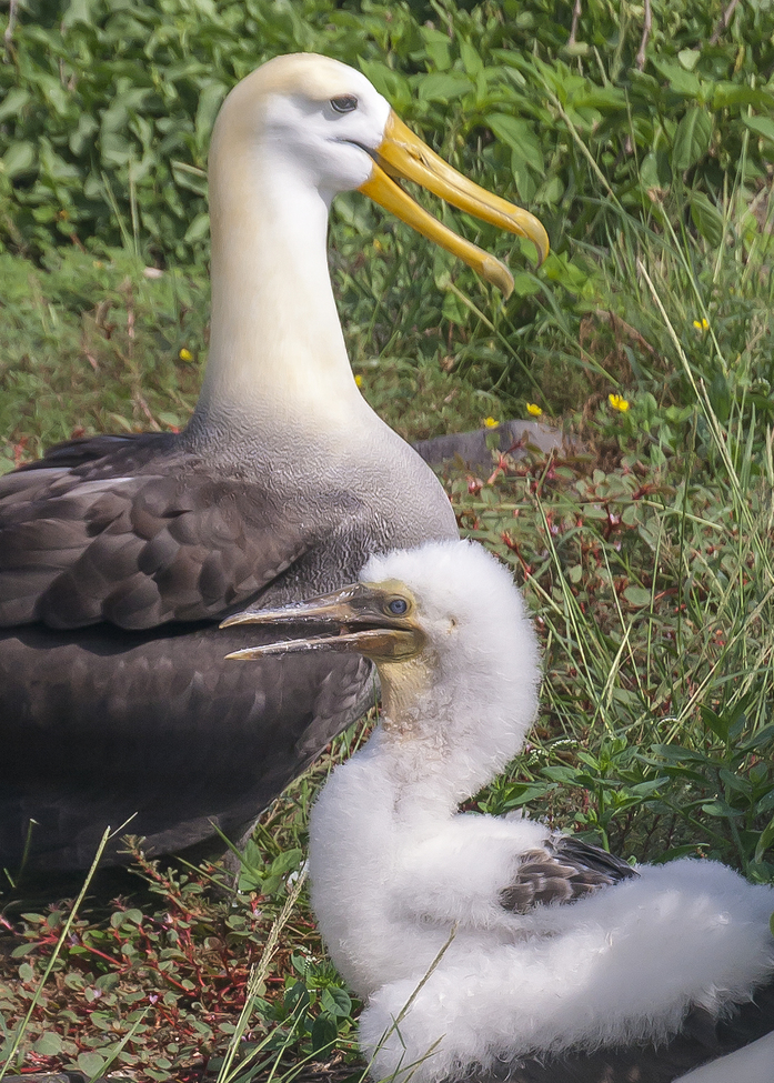 Galapagos Albatross, Galapagos National Park, Ecuador