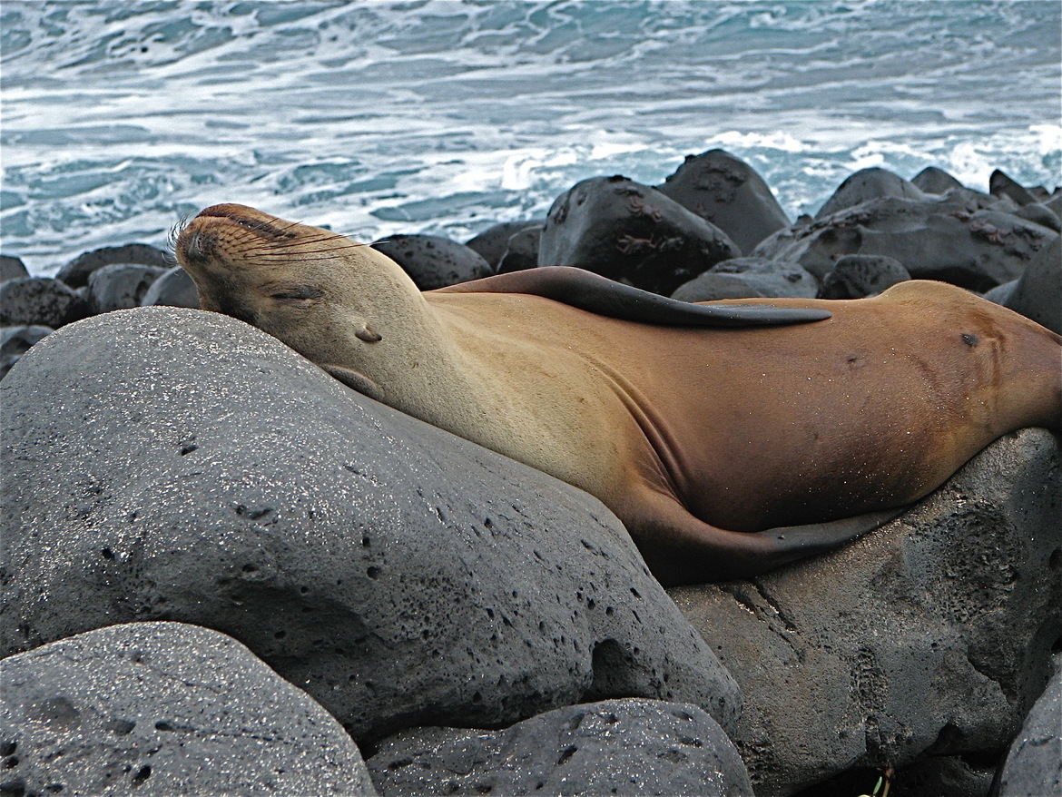 Sea Lion, Galapagos  Islands, Ecuador