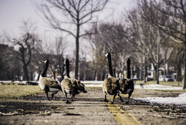 Grid canada geese by ksenija vinogradova