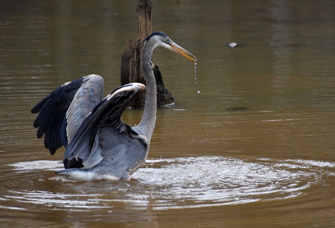 Heron, Bond Park, Cary, NC, United States of America