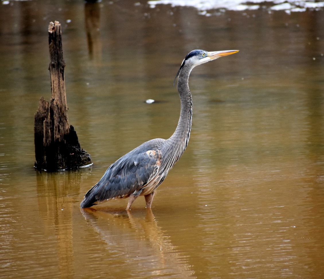 Great Blue Heron, Bond Park, Cary, NC, United States of America