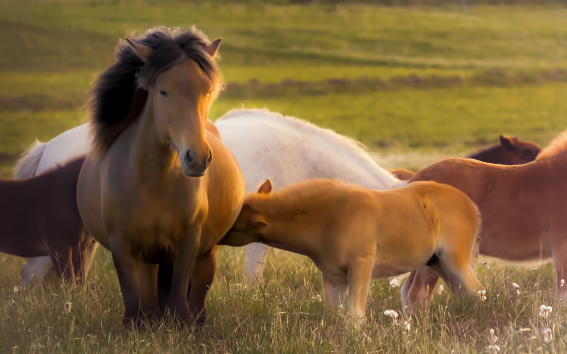 Icelandic horse, Capital region, Iceland