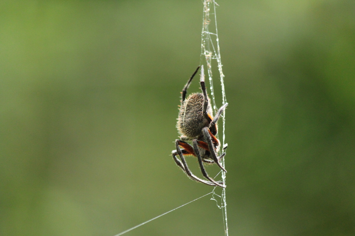 Spider, Chiriqui Province, Panama