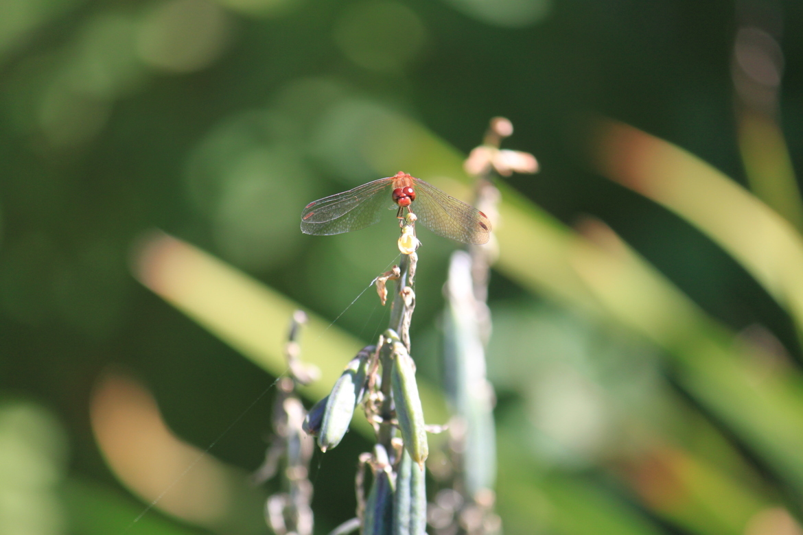 Dragonfly, Ocean Point, East Boothbay, Maine, United States of America