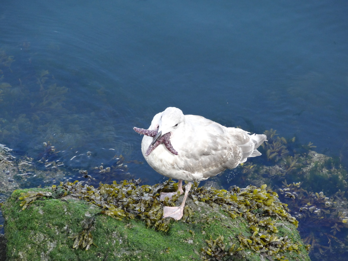 Seagull, Vancouver Island, Canada
