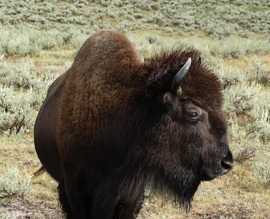 Grid bison