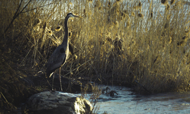 Grid rise to the sun  grey heron by ksenija vinogradova