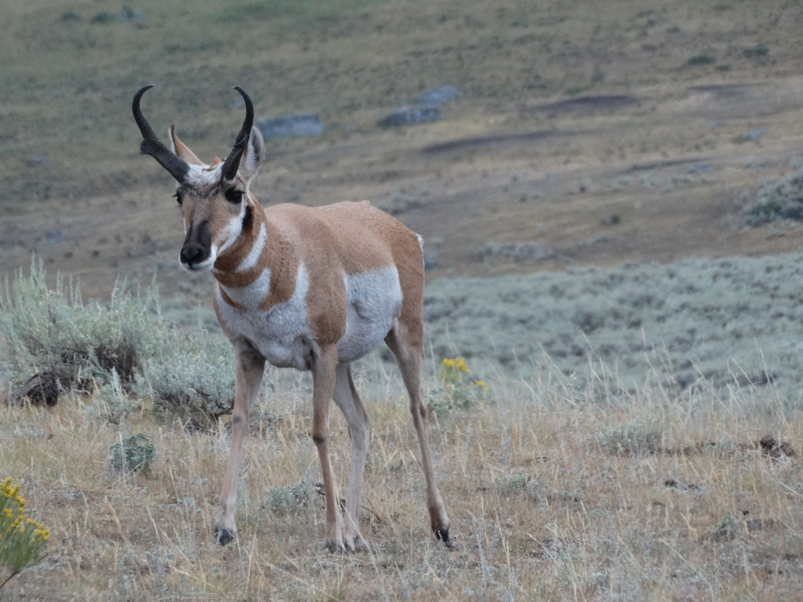 pronghorn , yellowstone , United States of America