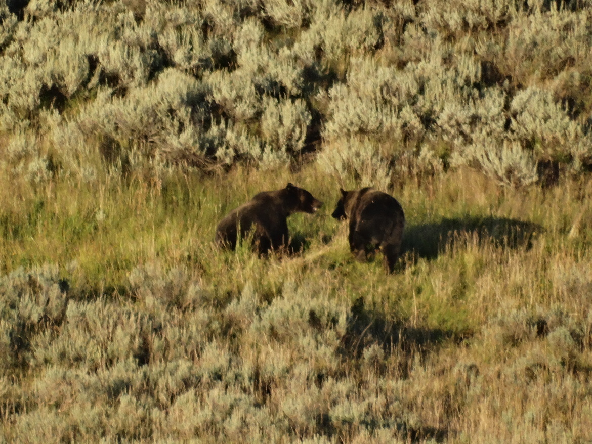 grizzly bear , yellowstone , United States of America