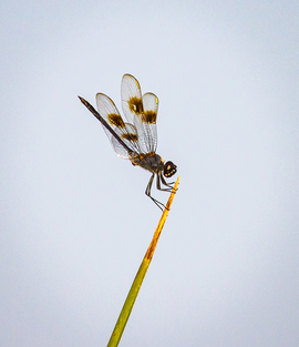 Grid dragonfly