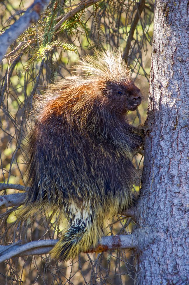 Porcupine, Mat-Su Region of Alaska, United States of America