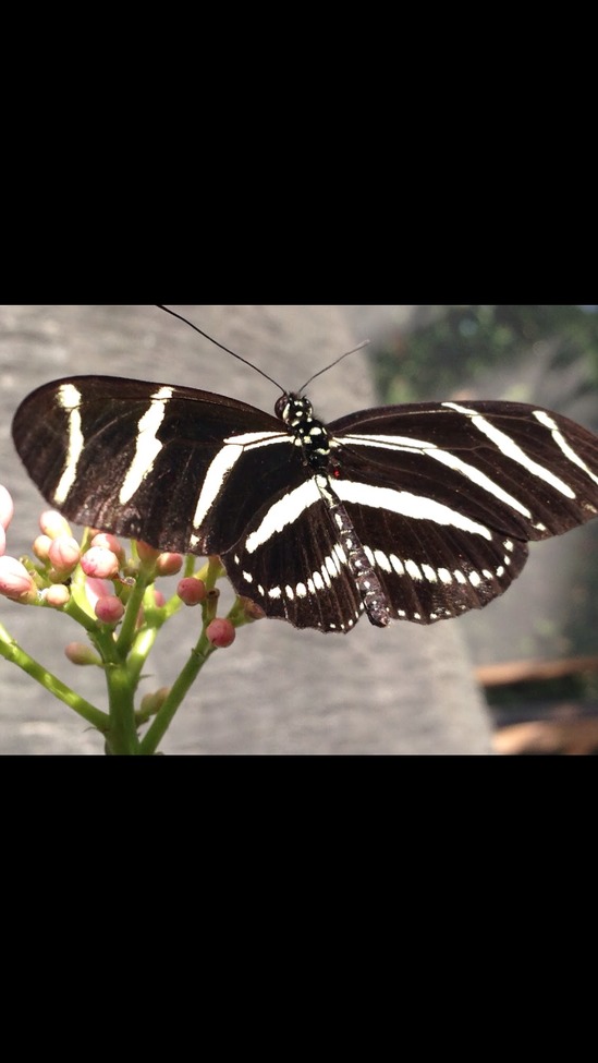 Butterfly , Houston,Tx, United States of America