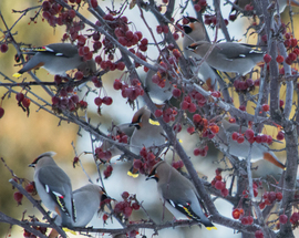 Grid birdintrees