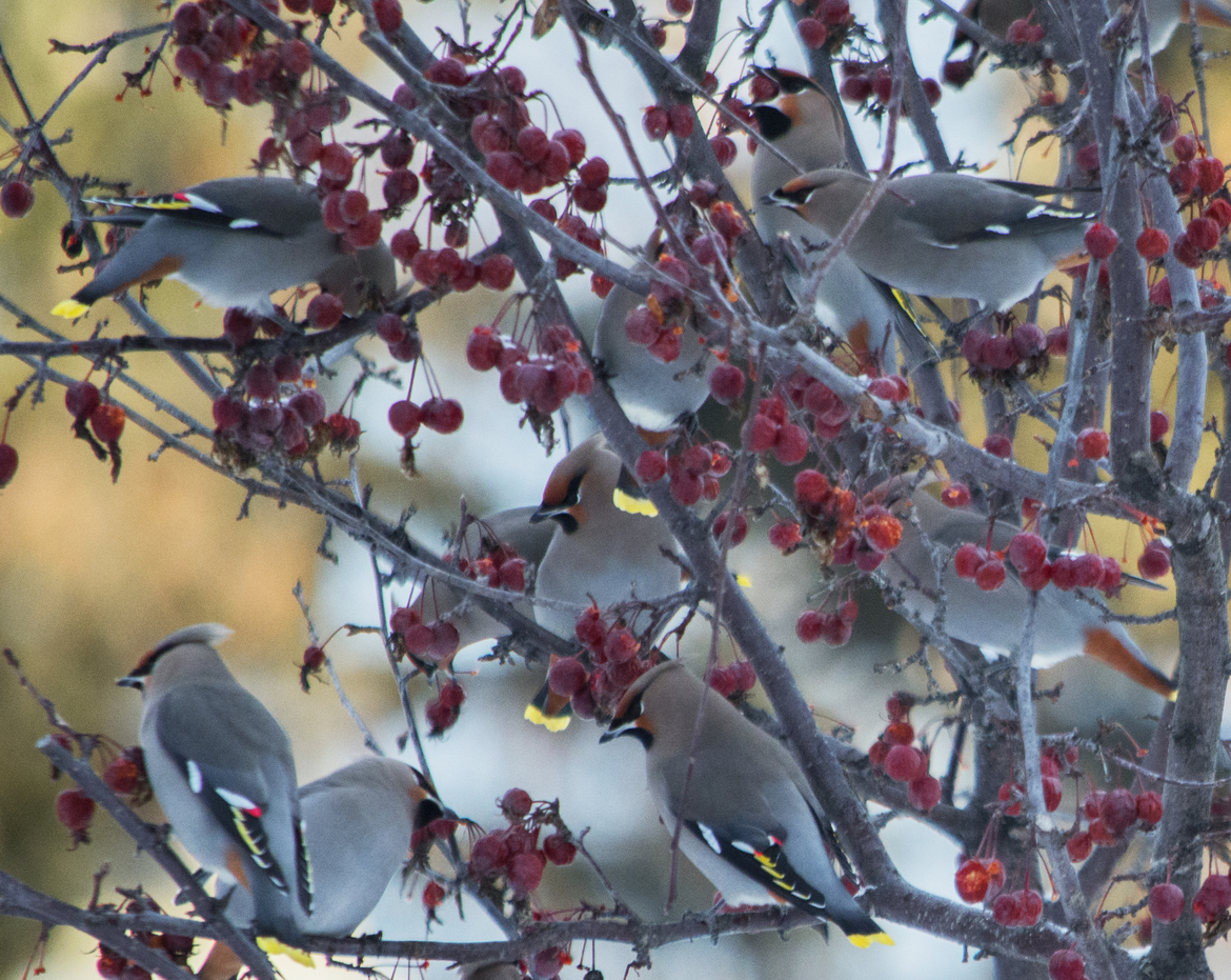 Bohemian Waxwing, Mat-Su Region of Alaska, United States of America
