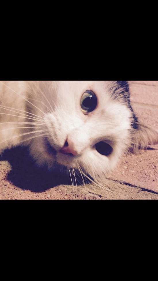 Cat, Houston,TX, United States of America