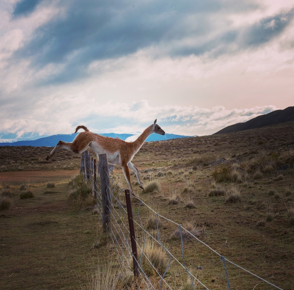 Guanaco, Torres Del Paine- Patagonia , Chile