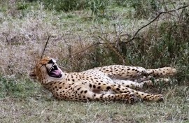 Grid yawning cheetah