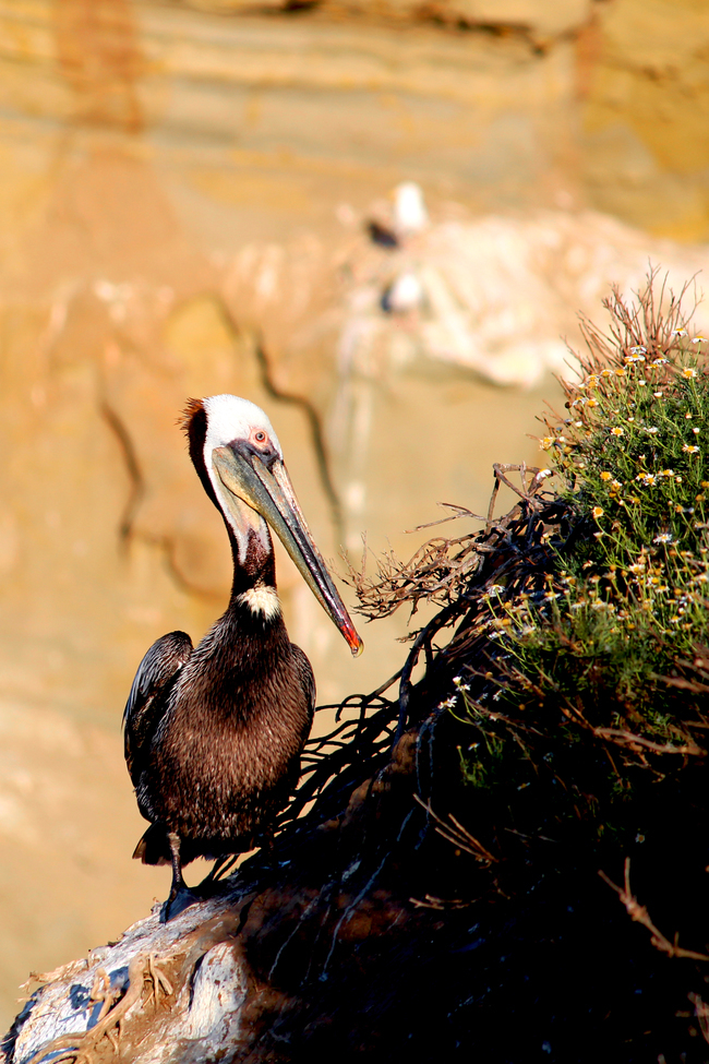Pelican, La Jolla Beach, San Diego, CA., United States of America